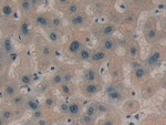 AZGP1 Antibody in Immunohistochemistry (Paraffin) (IHC (P))