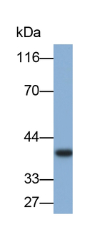 AZGP1 Antibody in Western Blot (WB)