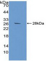 AZGP1 Antibody in Western Blot (WB)