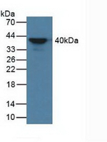 AZGP1 Antibody in Western Blot (WB)