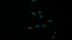 Bcl-W Polyclonal Antibody