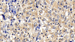 Bcl-W Antibody in Immunohistochemistry (Paraffin) (IHC (P))