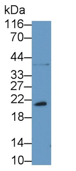 Bcl-W Antibody in Western Blot (WB)