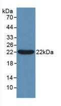 Bcl-W Antibody in Western Blot (WB)