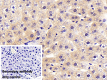 ASAHL Antibody in Immunohistochemistry (Paraffin) (IHC (P))