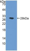 ASAHL Antibody in Western Blot (WB)