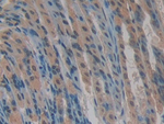 CYR61 Antibody in Immunohistochemistry (Paraffin) (IHC (P))