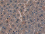 CYR61 Antibody in Immunohistochemistry (Paraffin) (IHC (P))