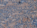 CYR61 Antibody in Immunohistochemistry (Paraffin) (IHC (P))