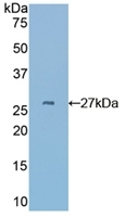 CYR61 Antibody in Western Blot (WB)