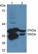 CYR61 Antibody in Western Blot (WB)