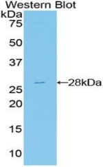 FRS2 Antibody in Western Blot (WB)