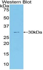 DNER Antibody in Western Blot (WB)