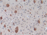 SPRY1 Antibody in Immunohistochemistry (Paraffin) (IHC (P))