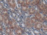SPRY1 Antibody in Immunohistochemistry (Paraffin) (IHC (P))