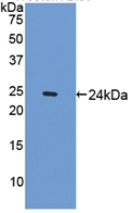 SPRY1 Antibody in Western Blot (WB)