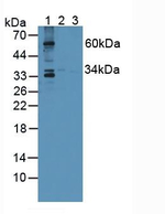 SPRY1 Antibody in Western Blot (WB)
