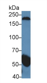 PION Antibody in Western Blot (WB)