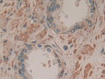 SDF2 Polyclonal Antibody