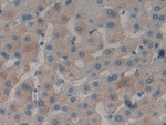 SDF2 Antibody in Immunohistochemistry (Paraffin) (IHC (P))