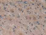 SDF2 Antibody in Immunohistochemistry (Paraffin) (IHC (P))