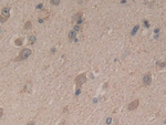 SDF2 Antibody in Immunohistochemistry (Paraffin) (IHC (P))