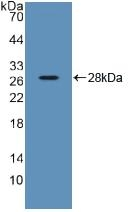 SDF2 Antibody in Western Blot (WB)