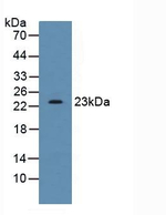 SDF2 Antibody in Western Blot (WB)