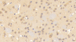 Contactin 3 Polyclonal Antibody