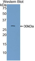 Contactin 3 Antibody in Western Blot (WB)