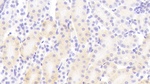 PCDHB2 Antibody in Immunohistochemistry (Paraffin) (IHC (P))