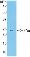 PCDHB2 Antibody in Western Blot (WB)