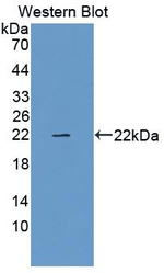 Relaxin 1 Antibody in Western Blot (WB)