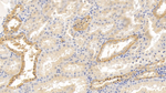 GITR (TNFRSF18) Antibody in Immunohistochemistry (Paraffin) (IHC (P))