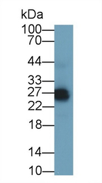 GITR (TNFRSF18) Antibody in Western Blot (WB)