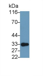 GITR (TNFRSF18) Antibody in Western Blot (WB)