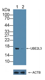 UBE2L3 Antibody in Western Blot (WB)