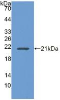 UBE2L3 Antibody in Western Blot (WB)