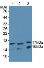 UBE2L3 Antibody in Western Blot (WB)