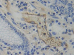 WARS Antibody in Immunohistochemistry (Paraffin) (IHC (P))
