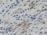 WARS Antibody in Immunohistochemistry (Paraffin) (IHC (P))