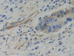 WARS Antibody in Immunohistochemistry (Paraffin) (IHC (P))
