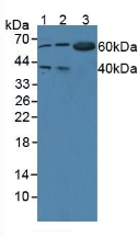WARS Antibody in Western Blot (WB)