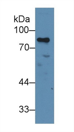 Myb Antibody in Western Blot (WB)