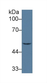 IRF6 Antibody in Western Blot (WB)