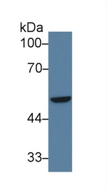 IRF6 Antibody in Western Blot (WB)