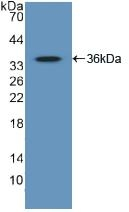 GATA2 Antibody in Western Blot (WB)