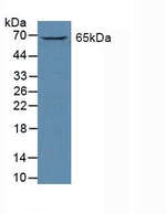 GATA2 Antibody in Western Blot (WB)