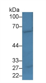 EBF1 Antibody in Western Blot (WB)
