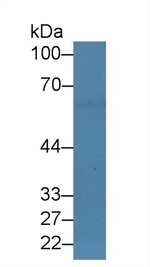 EBF1 Antibody in Western Blot (WB)